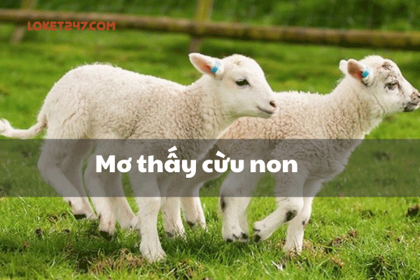 Mơ thấy con cừu đánh con gì