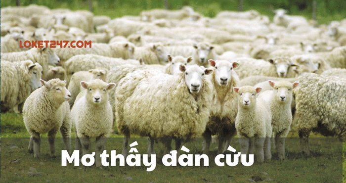 Mơ thấy con cừu đánh con gì