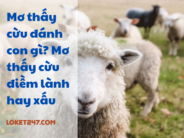 Mơ thấy con cừu đánh con gì