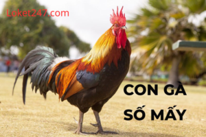 Mơ Thấy Gà Trống Là Điềm Gì?