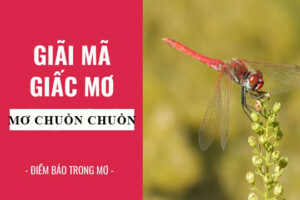 Mộng thấy chuần chuần bay